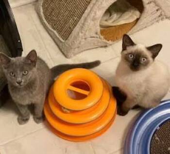 Rescue Domestic Short Hair Cats for Adoption in Hampstead, North Carolina - Bonnie (Siamese Mix) & June (Russian Blue Mix) | PetCurious