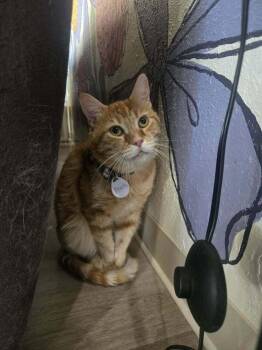 Peach 3 -  Domestic Short Hair Cat Available for Adoption in Tucson, Arizona - Peach 3 | PetCurious