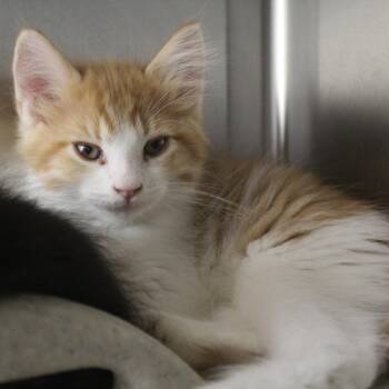 Dallas -  Domestic Medium Hair Cat for Adoption in Yucca Valley, California - Dallas | PetCurious