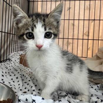 Pomni -  Domestic Short Hair Cat for Adoption in Lynchburg, Virginia - Pomni | PetCurious