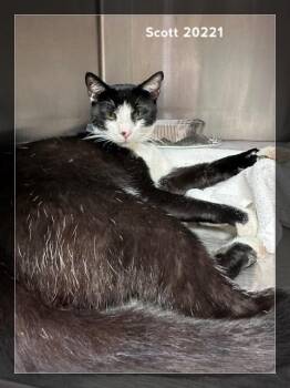 SCOTT -  Domestic Short Hair Cat for Adoption in Marietta, Georgia - SCOTT | PetCurious