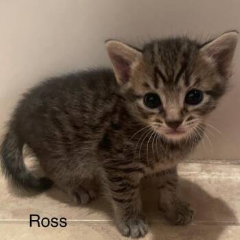 Domestic Short Hair Cats Available for Adoption in Greensboro, Georgia - Ross | PetCurious
