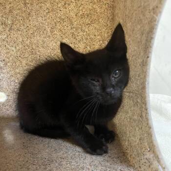 Lisa -  Domestic Short Hair Cat for Adoption in Pasadena, California - Lisa | PetCurious