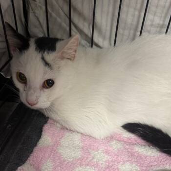 Domestic Short Hair Cats Available for Adoption - Duplicat | PetCurious