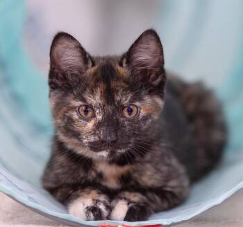 Domestic Short Hair Cats Available for Adoption in Magnolia, Texas - Frida | PetCurious