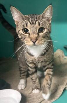 Toby 8 months AVAILABLE 7/24 -  Domestic Short Hair Cat for Adoption in Sterling, Massachusetts - Toby 8 Months AVAILABLE 7/24 | PetCurious