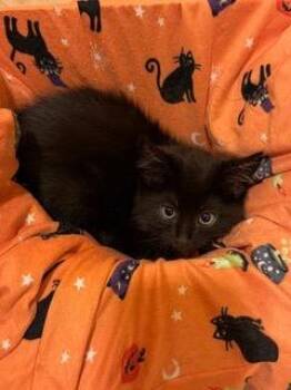 Liam -  Domestic Short Hair Cat for Adoption in Little Rock, Arkansas - Liam | PetCurious