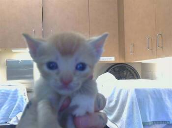 ARIZONA -  Domestic Short Hair Cat Available for Adoption in Sacramento, California - ARIZONA | PetCurious