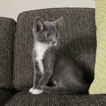 Millie 2 -  Domestic Short Hair Cat for Adoption in Wyandotte, Michigan - Millie 2 | PetCurious