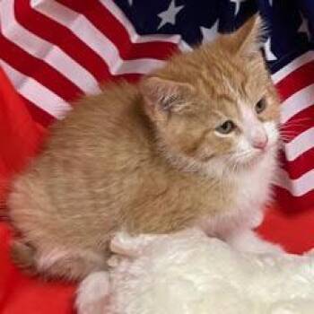 Tabby Cats Available for Adoption in Green Valley, Arizona - Dr Zhivago | PetCurious