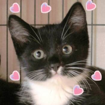 Rescue Domestic Long Hair Cats for Adoption in Fairfield, Iowa - Lucy | PetCurious