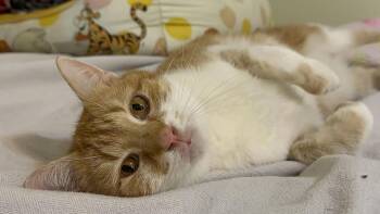Domestic Short Hair Cats Available for Adoption in Monterey, Virginia - Ginger - Sponsored! | PetCurious
