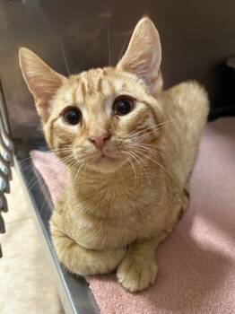 Jell-O -  Domestic Short Hair Cat for Adoption in Little Rock, Arkansas - Jell-O | PetCurious