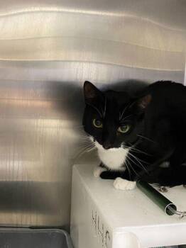 Domestic Short Hair Cats Available for Adoption in Daytona Beach, Florida - Tempo | PetCurious