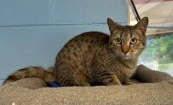 Loki -  Domestic Short Hair Cat for Adoption in Lunenburg, Massachusetts - Loki | PetCurious