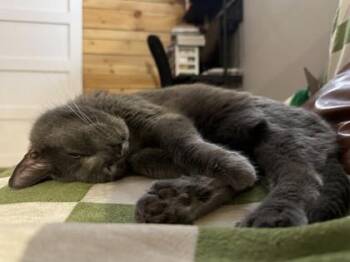 Blake -  Domestic Short Hair Cat for Adoption in Montreal, Quebec - Blake | PetCurious