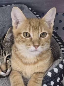 Jello -  Domestic Short Hair Cat for Adoption in Mount Pleasant, Texas - Jello | PetCurious