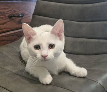 Rescue Domestic Short Hair Cats for Adoption in Reston, Virginia - Saltine | PetCurious