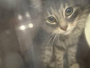 Domestic Long Hair Cats Available for Adoption in Pueblo, Colorado - STARLITE IN THE BARN | PetCurious
