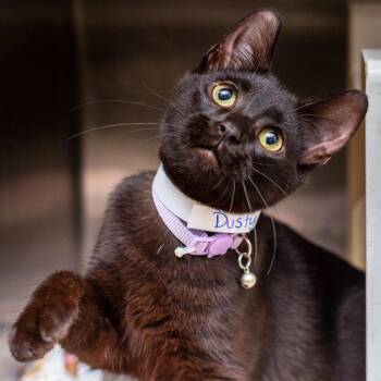 Dusty -  Domestic Short Hair Cat for Adoption in Hattiesburg, Mississippi - Dusty | PetCurious