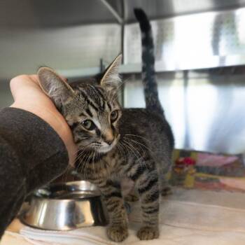 Charlene Sinclair -  Domestic Short Hair Cat for Adoption in Asheville, North Carolina - Charlene Sinclair | PetCurious