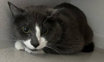 Flint -  Domestic Short Hair Cat for Adoption in Stratham, New Hampshire - Flint | PetCurious
