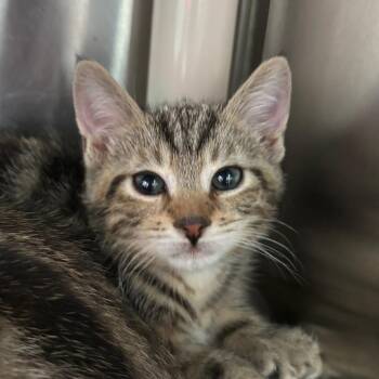 Domestic Short Hair Cats Available for Adoption in Middletown, Rhode Island - Butters | PetCurious
