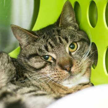 Domestic Short Hair Cats Available for Adoption - Ritchie | PetCurious