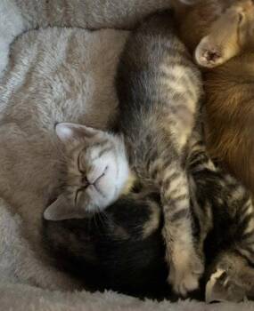 Rory -  Domestic Short Hair Cat for Adoption in The Woodlands, Texas - Rory | PetCurious