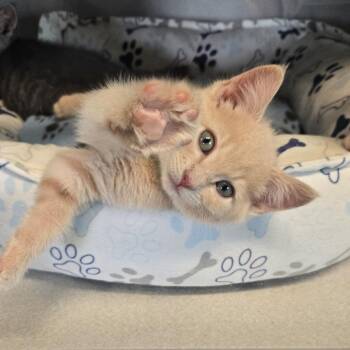 Kandy Corn -  Domestic Short Hair Cat for Adoption in Washougal, Washington - Kandy Corn | PetCurious