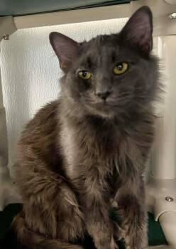 Rescue Domestic Medium Hair Cats for Adoption in Rutherfordton, North Carolina - Jerry | PetCurious
