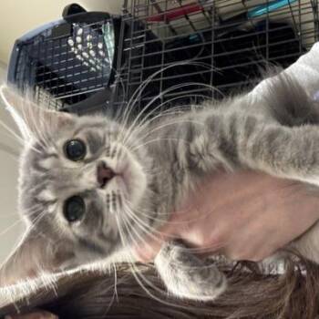 Domestic Short Hair Cats Available for Adoption - Chicken Parm | PetCurious