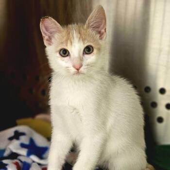Jalapeno -  Domestic Short Hair Cat for Adoption in Oakland, California - Jalapeno | PetCurious