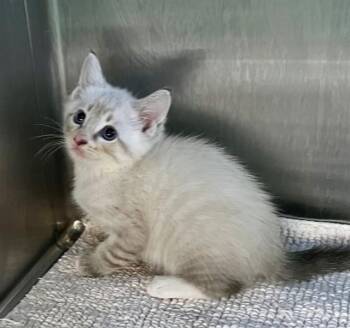 A659395 -  Domestic Short Hair Cat for Adoption in Houston, Texas - A659395 | PetCurious