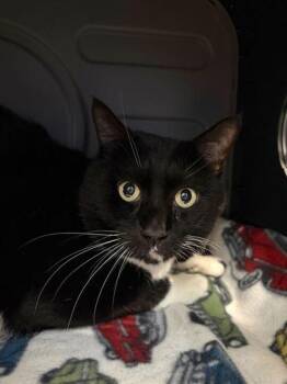 Domestic Short Hair Cats Available for Adoption in Daytona Beach, Florida - Boomer | PetCurious