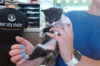 TROOPER -  Domestic Short Hair Cat for Adoption in Louisville, Kentucky - TROOPER | PetCurious