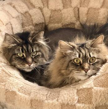 Domestic Long Hair and Maine Coon Cats Available for Adoption - Daffodil & Rosie (bonded Sisters)  | PetCurious