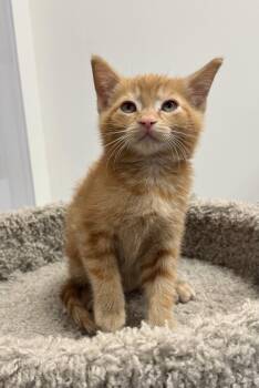 Rescue Domestic Short Hair Cats for Adoption in Pickering, Ontario - Sahara | PetCurious