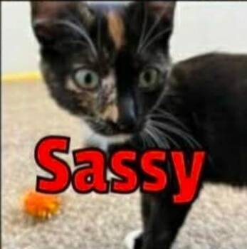 Domestic Short Hair Cats Available for Adoption in Thatcher, Arizona - Sassy | PetCurious