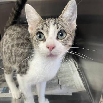 Yin -  Domestic Short Hair Cat for Adoption in Philadelphia, Pennsylvania - Yin | PetCurious