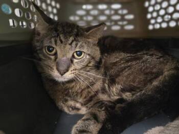 Zircon -  Domestic Short Hair Cat for Adoption in Westland, Michigan - Zircon | PetCurious