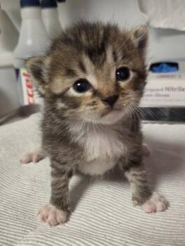 Marciano -  Domestic Short Hair Cat for Adoption in Fresno, California - Marciano | PetCurious