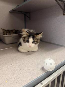IGO -  Domestic Medium Hair Cat for Adoption in Aliquippa, Pennsylvania - IGO | PetCurious