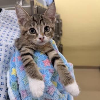 Jill -  Domestic Short Hair Cat for Adoption in West Palm Beach, Florida - Jill | PetCurious