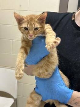 Havoc -  Domestic Short Hair Cat for Adoption in Westland, Michigan - Havoc | PetCurious