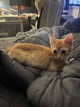 Timber -  Domestic Short Hair and Tabby Cat for Adoption in Dallas, Texas - Timber | PetCurious