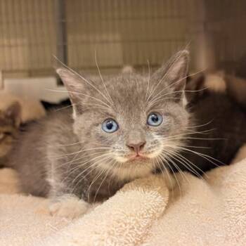 Rescue Domestic Short Hair Cats for Adoption in Morton Grove, Illinois - Cricket | PetCurious