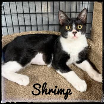 Shrimp -  Domestic Short Hair Cat for Adoption in El Cajon, California - Shrimp | PetCurious