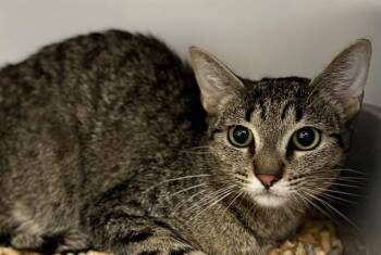 LEOPARD -  Domestic Short Hair Cat for Adoption in Kalamazoo, Michigan - LEOPARD | PetCurious