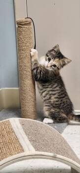 Amy -  Domestic Short Hair Cat for Adoption in Chambersburg, Pennsylvania - Amy | PetCurious